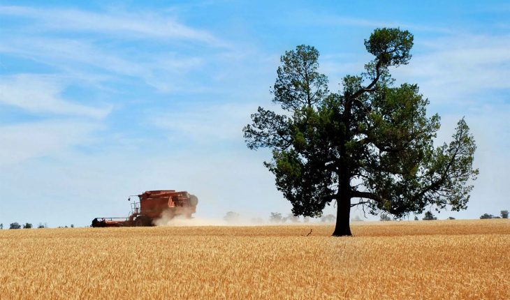 header reaping a crop during harvest in Australia